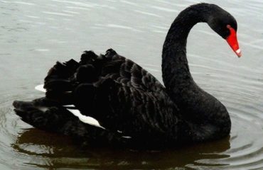 Black Swan Theory